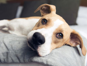 dog with heartworm looking sad laying on dog bed
