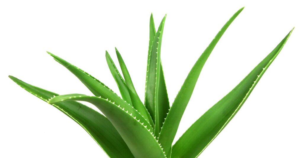 aloe-vera-poisonous-plants-for-dogs