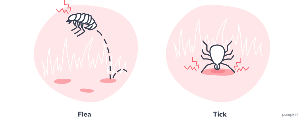 two illustrations showing a flea and tick on dogs; text reads "flea" and "tick"