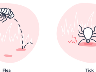 Stop the Itch: Flea & Tick Prevention for Dogs