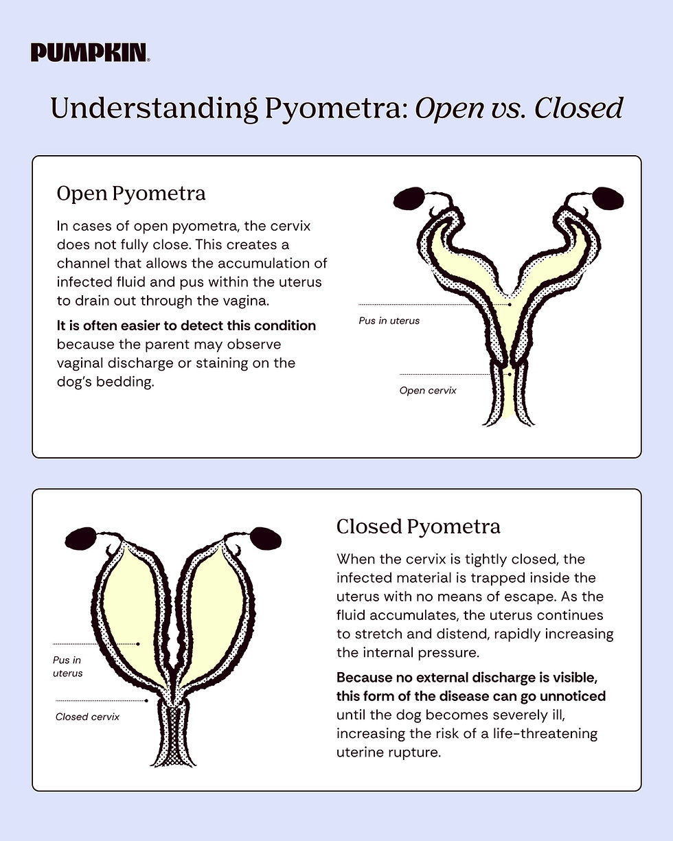 Infographic on dog pyometra showing open vs closed cervix uterus diagrams with labels showing the pus location for open vs closed. "In cases of open pyometra, the cervix does not fully close. This creates a channel that allows the accumulation of infected fluid and pus within the uterus to drain out through the vagina. It is often easier to detect this condition because the parent may observe vaginal discharge or staining on the dog’s bedding." "When the cervix is tightly closed, the infected material is trapped inside the uterus with no means of escape. As the fluid accumulates, the uterus continues to stretch and distend, rapidly increasing the internal pressure. Because no external discharge is visible, this form of the disease can go unnoticed until the dog becomes severely ill, increasing the risk of a life-threatening uterine rupture."