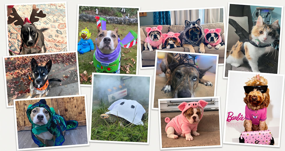 Best Halloween Costumes for Pets in 2026