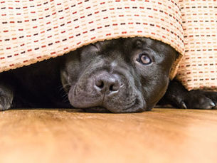 scared dog hiding from fireworks