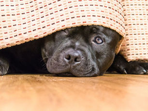 scared dog hiding from fireworks