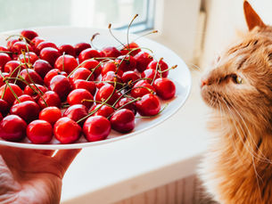 orange cat looking at a bowl of cherries