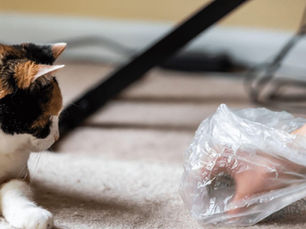 calico cat watching human pick up a hairball from carpet