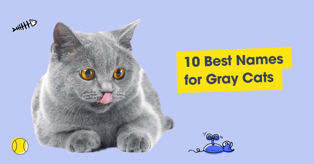 graphic with text that reads '10 best names for gray cats'