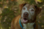 Brown senior dog with a blue collar looks up happily outdoors on a leafy, blurred background.