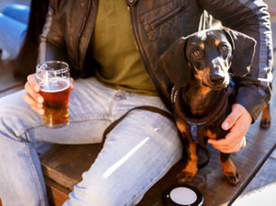 small dog being held by owner while enjoying beer at a bar