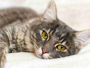 sick cat laying on a bed staring at camera