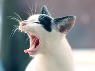 cat sneezing