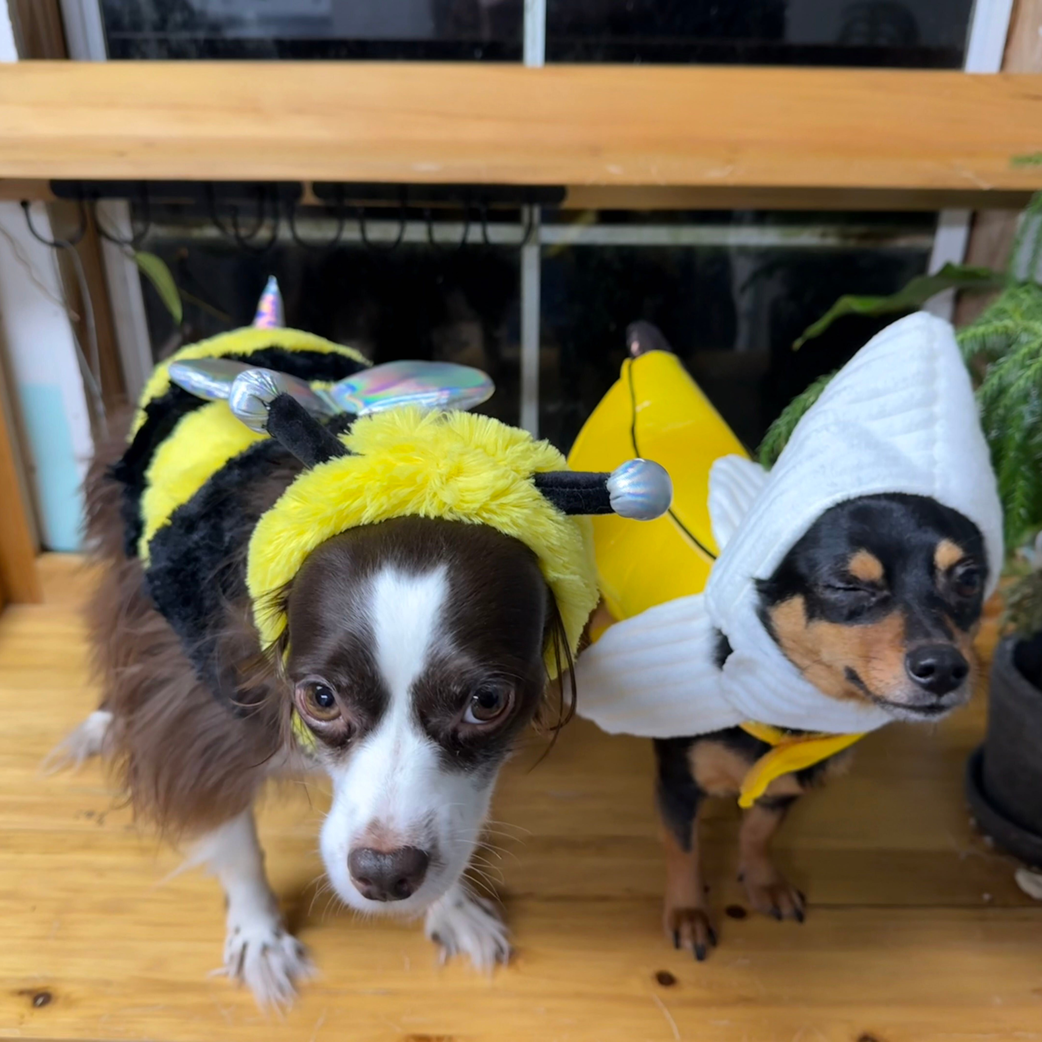 Two small dogs in a bee and banana costume stand on a wooden shelf indoors, looking sleepy beside potted plants.