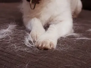 dog shedding on a couch