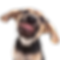 dog with tongue out