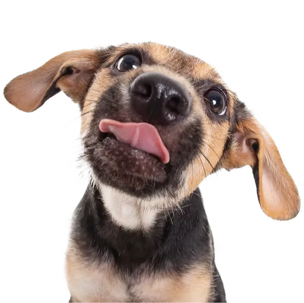 dog with tongue out