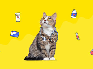 Cat wearing stethoscope with health illustrations floating around