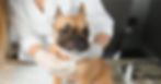 Why Are Pet Healthcare Costs Rising?