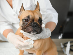 small french bulldog at the vet 