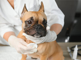 small french bulldog at the vet 