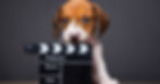 15 Dogs in Movies That Made Us Love Dogs More