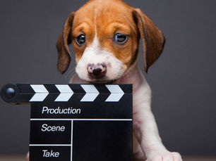 small puppy holding movie slate