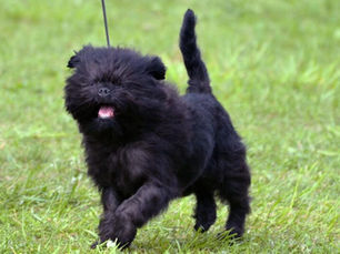 Hypoallergenic Dogs Explained: Myths, Facts, and Best Breeds for Allergy Sufferers