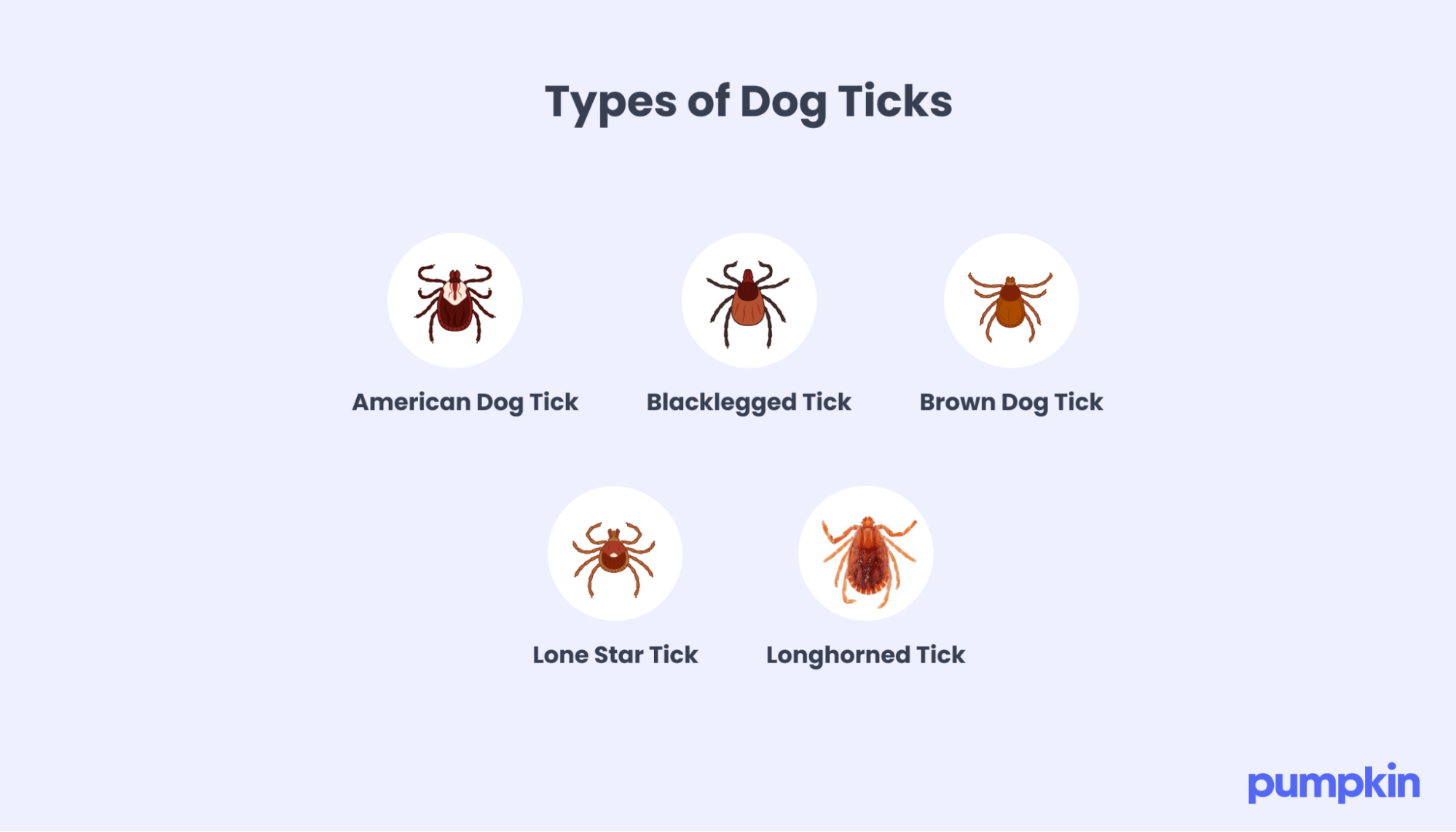 infographic on how to identify types of dog ticks, with illustrations of American Dog Ticks, Blacklegged Ticks, Brown Dog Ticks, Lone Star Ticks, and Longhorned Ticks