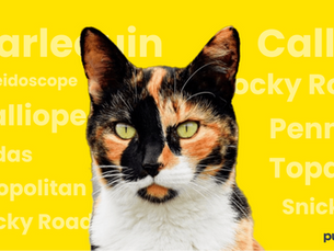 40 Best Names For Calico Cats