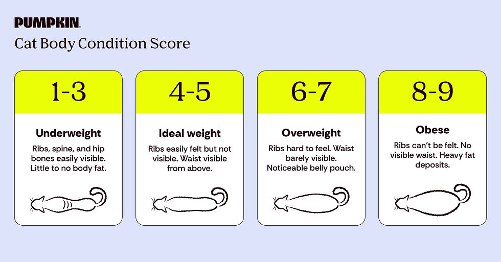 Pumpkin cat body condition score chart with four panels: underweight, ideal, overweight, and obese, on pale blue background.
