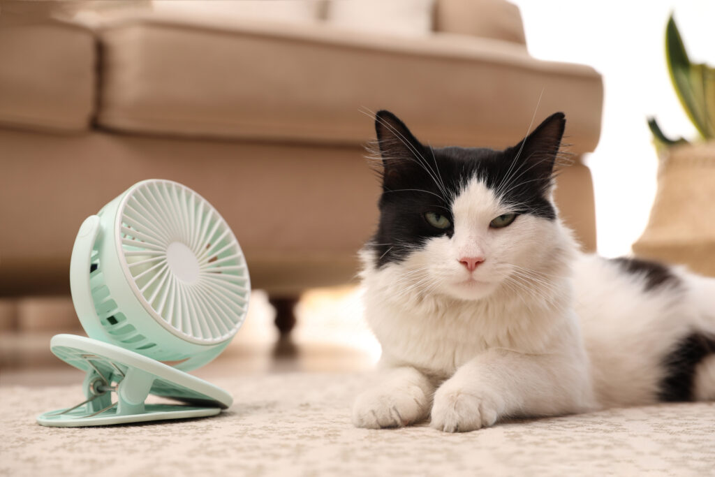 Black and white cat lounges next to a small teal fan on a beige carpet. Sofa and plant in the blurred background. Calm mood.