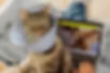 tabby cat sitting wearing a cone, sitting on parents lap who is on a laptop viewing the pumpkin website