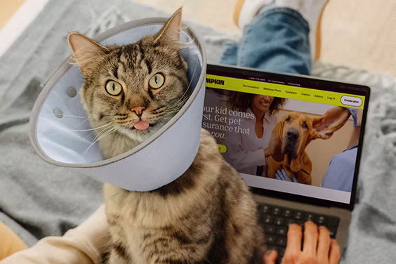 tabby cat sitting wearing a cone, sitting on parents lap who is on a laptop viewing the pumpkin website