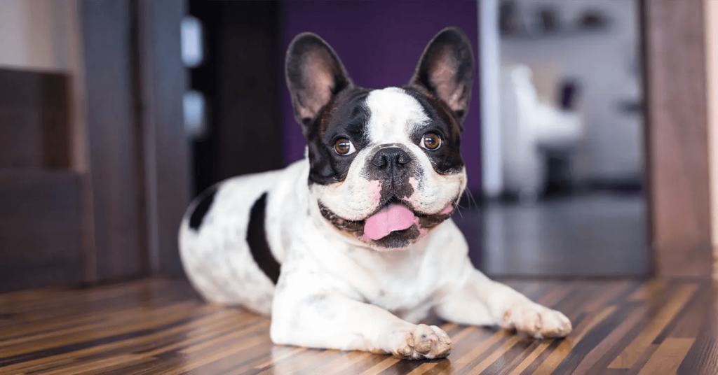 French bulldog lying on wood floor