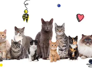 A group of cats with great names