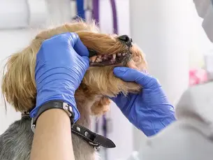 Understanding Periodontal Disease in Dogs