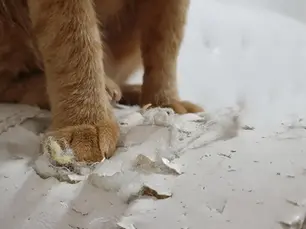 cat tearing up a couch cushion