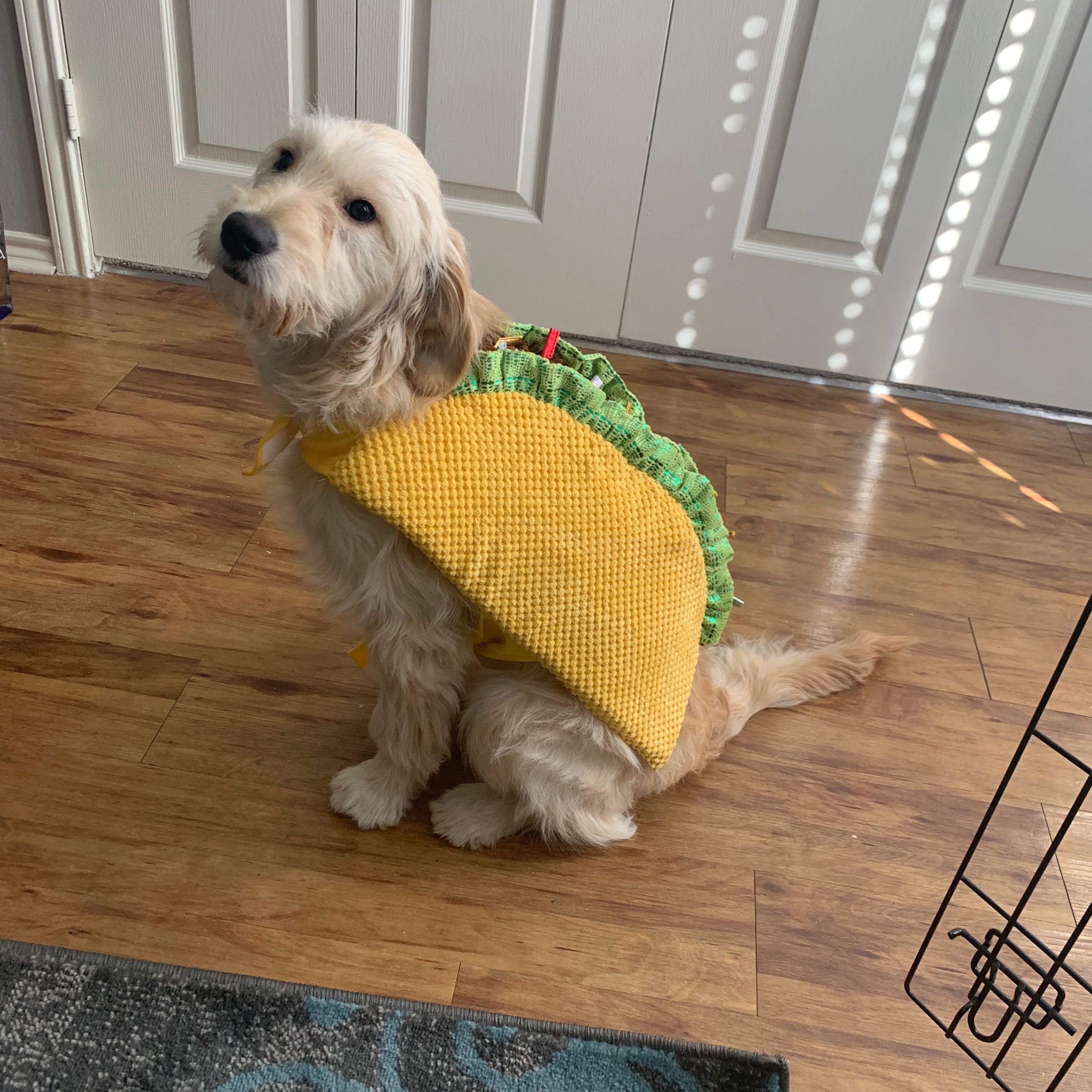 Small fluffy dog in a yellow taco costume sits on a wood floor indoors, looking up beside white closet doors with sunlight spots.