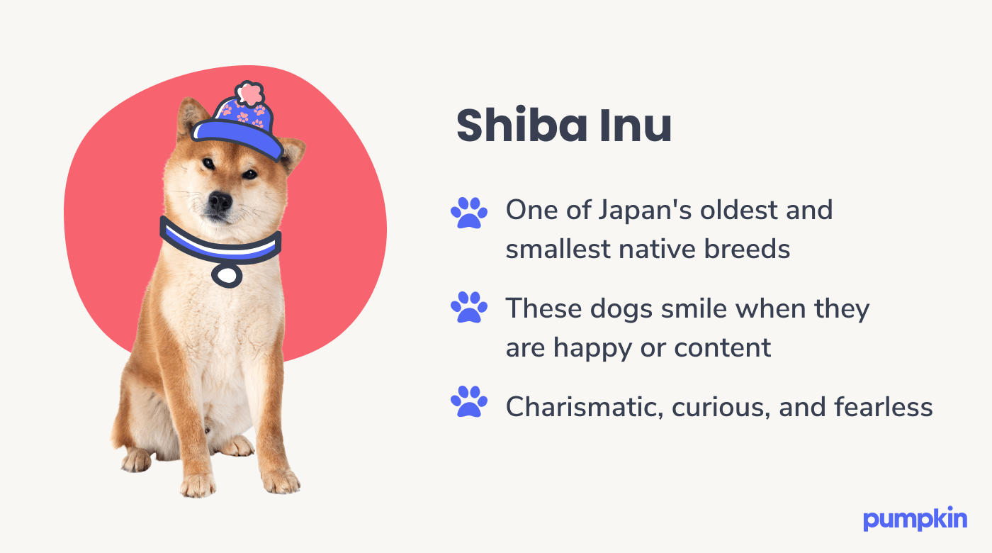 Shiba Inu dog breed