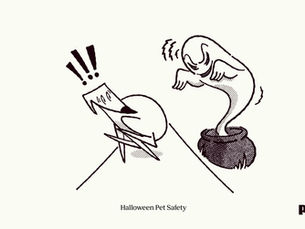 Dog being scared by a Halloween decoration