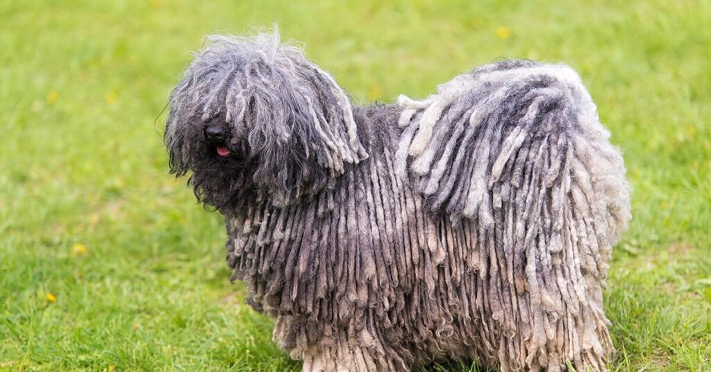 puli_rare-dog-breeds