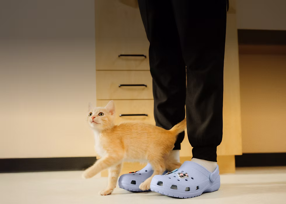 Tabby kitten walking between a veterinarian's light blue crocs