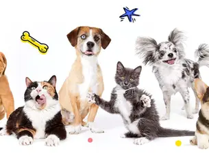 group of cats and dogs looking happy
