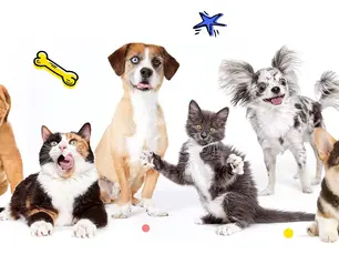 group of cats and dogs looking happy