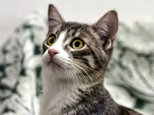 Cat looking shocked at his unique name