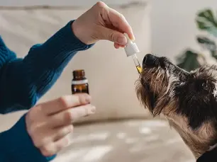 dog taking CBD oil