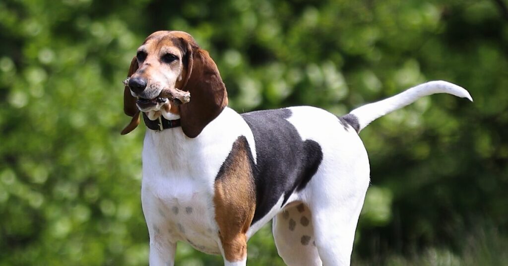 english-foxhound_rare-dog-breeds