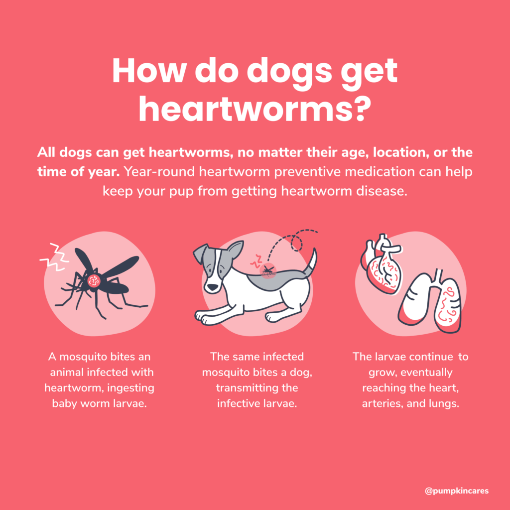 How do dogs get heartworms? A graphic representation. All dogs can get heartworms, no matter their age, location, and time of year.