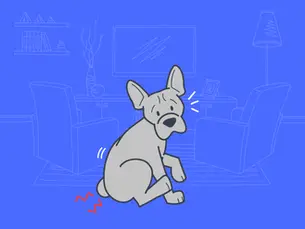 dog with painful anal glands