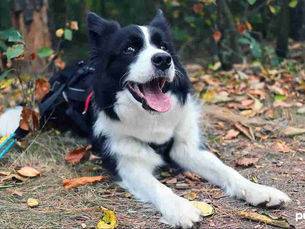 Dog laying in a pile of leaves