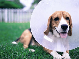 Dog wearing a cone after a spay surgery